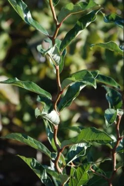 Zydeco Twist Black Gum Tree - 7 Gallon Pot (3-4') 14 Zydeco Twist Black Gum Tree - 7 Gallon Pot (3-4') -Flowers World Shop nyssa sylvatica zydeco twist black gum tupelo tree 3 1