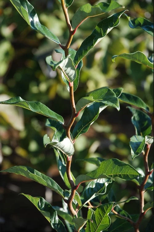 Zydeco Twist Black Gum Tree - 7 Gallon Pot (3-4') 7 Zydeco Twist Black Gum Tree - 7 Gallon Pot (3-4') - Image 5