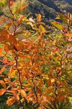 Zydeco Twist Black Gum Tree - 7 Gallon Pot (2-3') 16 Zydeco Twist Black Gum Tree - 7 Gallon Pot (2-3') -Flowers World Shop nyssa sylvatica zydeco twist black gum tupelo tree 4