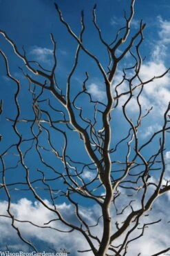 Zydeco Twist Black Gum Tree - 7 Gallon Pot (3-4')