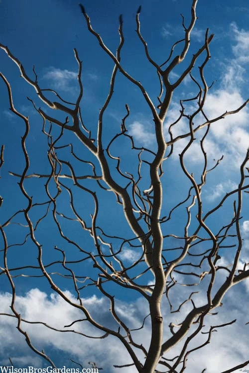 Zydeco Twist Black Gum Tree - 7 Gallon Pot (3-4') 3 Zydeco Twist Black Gum Tree - 7 Gallon Pot (3-4')