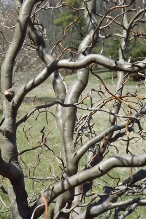 Zydeco Twist Black Gum Tree - 7 Gallon Pot (3-4') 6 Zydeco Twist Black Gum Tree - 7 Gallon Pot (3-4') - Image 4