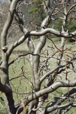 Zydeco Twist Black Gum Tree - 7 Gallon Pot (2-3') 13 Zydeco Twist Black Gum Tree - 7 Gallon Pot (2-3') -Flowers World Shop nyssa sylvatica zydeco twist black gum tupelo tree 6