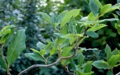 Zydeco Twist Black Gum Tree - 7 Gallon Pot (2-3') 17 Zydeco Twist Black Gum Tree - 7 Gallon Pot (2-3') -Flowers World Shop nyssa sylvatica zydeco twist black gum tupelo tree 8