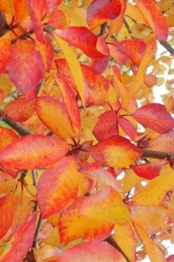 Zydeco Twist Black Gum Tree - 7 Gallon Pot (2-3') 15 Zydeco Twist Black Gum Tree - 7 Gallon Pot (2-3') -Flowers World Shop nyssa sylvatica zydeco twist black gum tupelo tree 9