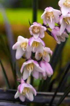 Black Beard Black Mondo Grass - Ophiopogon Planiscapus - 1 Gallon Pot -Flowers World Shop ophiopogon planiscapus black beard black mondo grass 3