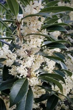 Fortune's Cold Hardy Tea Olive (Fragrant Osmanthus) - 7 Gallon Pot (5-6')