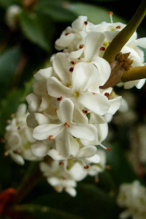 Fortune's Cold Hardy Tea Olive (Fragrant Osmanthus) - 3 Gallon Pot 7 Fortune's Cold Hardy Tea Olive (Fragrant Osmanthus) - 3 Gallon Pot - Image 5