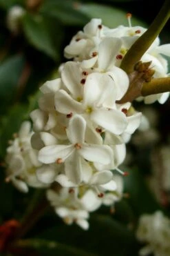 Fortune's Cold Hardy Tea Olive (Fragrant Osmanthus) - 7 Gallon Pot (5-6') -Flowers World Shop osmanthus fortunei fragrant tea olive 2