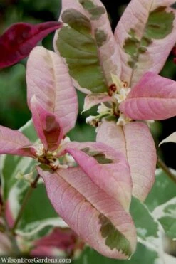 Pink Flush Variegated Tea Olive (Osmanthus Fragrans 'Yinbi Shuanghui') - Quart Pot -Flowers World Shop osmanthus frangrans yinbi shuangui variegated tea olive 10 4