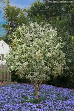 Pink Flush Variegated Tea Olive (Osmanthus Fragrans 'Yinbi Shuanghui') - 6 Pack Of 1 Gallon Pots -Flowers World Shop osmanthus frangrans yinbi shuangui variegated tea olive 8 2