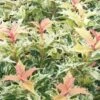 Goshiki Osmanthus (Variegated False Holly) - 1 Gallon Pot 1 Goshiki Osmanthus (Variegated False Holly) - 1 Gallon Pot -Flowers World Shop osmanthus goshiki 23 2