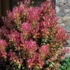 Party Lights Pink Flush Tea Olive - Osmanthus Heterophyllus - 2 Gallon Pot 2 Party Lights Pink Flush Tea Olive - Osmanthus Heterophyllus - 2 Gallon Pot -Flowers World Shop osmanthus heterophyllus party lights tea olive 102 3