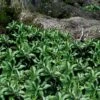Pachysandra - Japanese Spurge - 18 Count Flat Of Pint Pots 2 Pachysandra - Japanese Spurge - 18 Count Flat Of Pint Pots -Flowers World Shop pachysandra terminalis japanese spurge 103