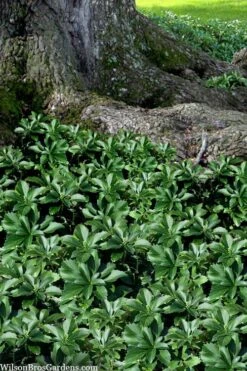Pachysandra - Japanese Spurge - 18 Count Flat Of Pint Pots