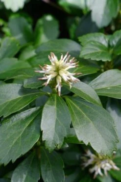 Pachysandra - Japanese Spurge - 18 Count Flat Of Pint Pots -Flowers World Shop pachysandra terminalis japanese spurge 106