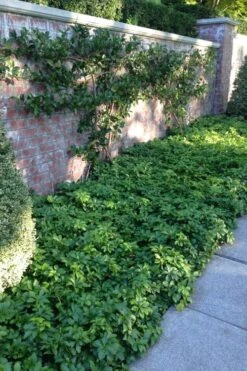 Pachysandra - Japanese Spurge - 18 Count Flat Of Pint Pots -Flowers World Shop pachysandra terminalis japanese spurge 107