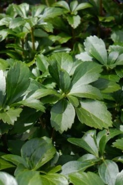 Pachysandra - Japanese Spurge - 18 Count Flat Of Pint Pots -Flowers World Shop pachysandra terminalis japanese spurge 108