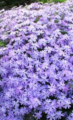 Blue Creeping Phlox - 1 Gallon Pot -Flowers World Shop phlox subulata blue creeping 1