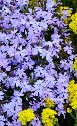 Blue Creeping Phlox - 18 Pack Of Pint Pots -Flowers World Shop phlox subulata blue creeping 2 1