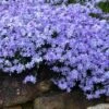 Blue Creeping Phlox - 18 Pack Of Pint Pots -Flowers World Shop phlox subulata blue creeping 3 1