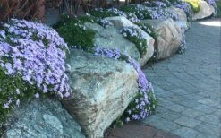 Blue Creeping Phlox - 1 Gallon Pot -Flowers World Shop phlox subulata blue creeping 4