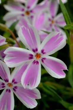 Candy Stripe Creeping Phlox - 1 Gallon Pot -Flowers World Shop phlox subulata candy stripe creeping 21