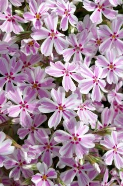 Candy Stripe Creeping Phlox - 1 Gallon Pot -Flowers World Shop phlox subulata candy stripe creeping 25
