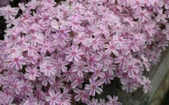 Candy Stripe Creeping Phlox - 1 Gallon Pot -Flowers World Shop phlox subulata candy stripe creeping 29