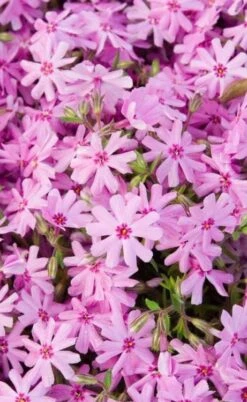 Pink Creeping Phlox - 1 Gallon Pot -Flowers World Shop phlox subulata pink creeping 1