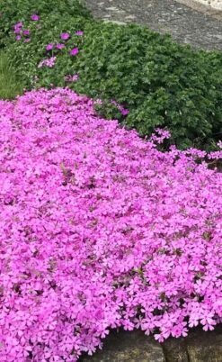 Pink Creeping Phlox - 1 Gallon Pot -Flowers World Shop phlox subulata pink creeping 2