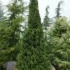Cupressina Columnar Norway Spruce (Picea Abies) - 1 Gallon Pot 2 Cupressina Columnar Norway Spruce (Picea Abies) - 1 Gallon Pot -Flowers World Shop picea abies cupressina columnar norway spruce 10 1
