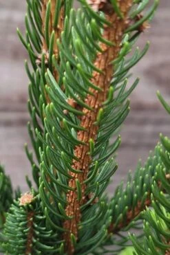 Cupressina Columnar Norway Spruce (Picea Abies) - 5 Gallon Pot -Flowers World Shop picea abies cupressina columnar norway spruce 2