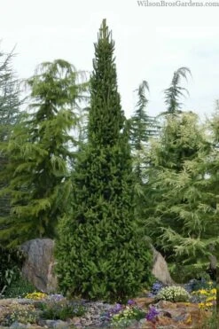 Cupressina Columnar Norway Spruce (Picea Abies) - 5 Gallon Pot -Flowers World Shop picea abies cupressina columnar norway spruce 6