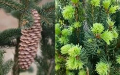 Cupressina Columnar Norway Spruce (Picea Abies) - 5 Gallon Pot -Flowers World Shop picea abies cupressina columnar norway spruce 7