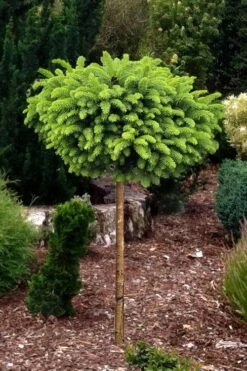 Little Gem Dwarf Norway Spruce Tree (Single Trunk) - 6 Gallon Pot (3-4') -Flowers World Shop picea abies little gem dwarf norway spruce tree 1