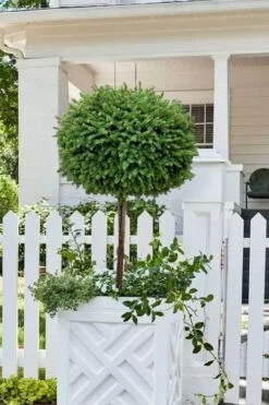 Little Gem Dwarf Norway Spruce Tree (Single Trunk) - 6 Gallon Pot (3-4') -Flowers World Shop picea abies little gem dwarf norway spruce tree 5