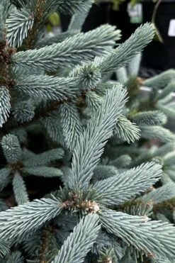 Paul's Select Blue Norway Spruce (Picea Abies) - 2 Gallon Pot -Flowers World Shop picea abies pauls select norway spruce 1 1