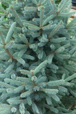 Paul's Select Blue Norway Spruce (Picea Abies) - 2 Gallon Pot -Flowers World Shop picea abies pauls select norway spruce 2 1