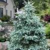 Paul's Select Blue Norway Spruce (Picea Abies) - 2 Gallon Pot 2 Paul's Select Blue Norway Spruce (Picea Abies) - 2 Gallon Pot -Flowers World Shop picea abies pauls select norway spruce 3 1