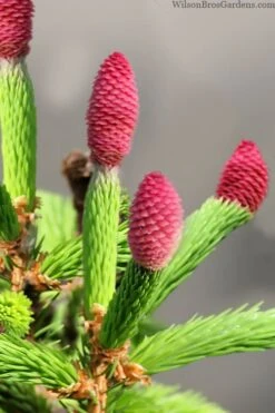 Pusch Dwarf Norway Spruce Topiary Tree - 3 Gallon Pot -Flowers World Shop picea abies pusch dwarf norway spruce 1