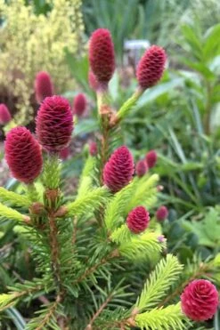 Pusch Dwarf Norway Spruce Topiary Tree - 3 Gallon Pot -Flowers World Shop picea abies pusch dwarf norway spruce 16