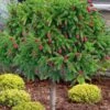 Pusch Dwarf Norway Spruce Topiary Tree - 3 Gallon Pot -Flowers World Shop picea abies pusch dwarf norway spruce single trunk topiary 2