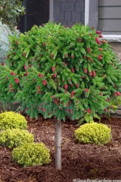 Pusch Dwarf Norway Spruce Topiary Tree - 3 Gallon Pot