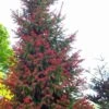 Red Tipped Norway Spruce (Picea Abies 'Rubra Spicata') - 3 Gallon Pot -Flowers World Shop picea abies rubra spicata red tip norway sprice 4