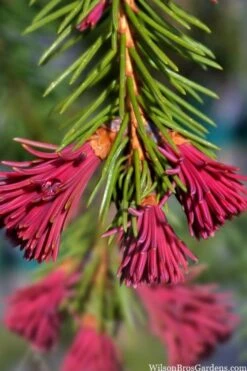 Red Tipped Norway Spruce (Picea Abies 'Rubra Spicata') - 3 Gallon Pot -Flowers World Shop picea abies rubra spicata red tip norway spruce 6