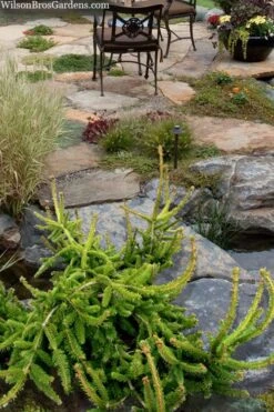 Well's Emerald Creeper Norway Spruce - 3 Gallon Pot -Flowers World Shop picea abies wells emerald spreader 4