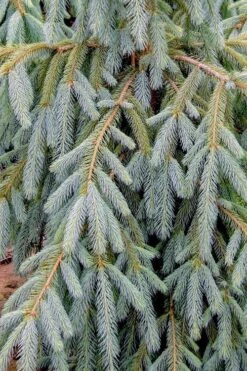 Bush's Lace Engelmann Spruce (Picea Engelmannii) - 3 Gallon Pot 9 Bush's Lace Engelmann Spruce (Picea Engelmannii) - 3 Gallon Pot -Flowers World Shop picea engelmannii bushs lace engelmann spruce 10