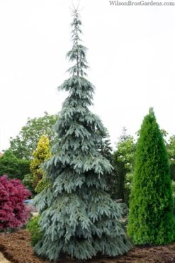 Bush's Lace Engelmann Spruce (Picea Engelmannii) - 3 Gallon Pot