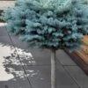 Dwarf Globe Blue Spruce Topiary Tree (Picea Pungens 'Globosa') - 5 Gallon Pot -Flowers World Shop picea pungens glauca globosa dwarf globe colorad0 blue spruce topiary tree 1